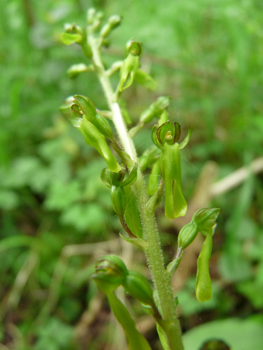 Nombreuses fleurs vert jaunâtre présentes au sommet de la tige. Agrandir dans une nouvelle fenêtre (ou onglet)